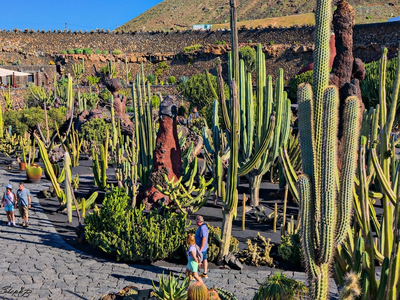 Le jardin des cactus à Guatiza
