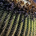 Le jardin des cactus à Guatiza