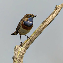 Ornithologie