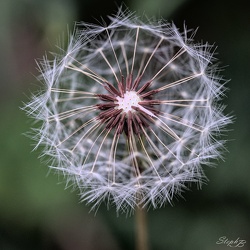 Proxy et Macro