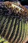 Le jardin des cactus à Guatiza
