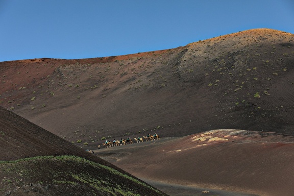 Parc national de Timanfaya - Colonne de chameaux