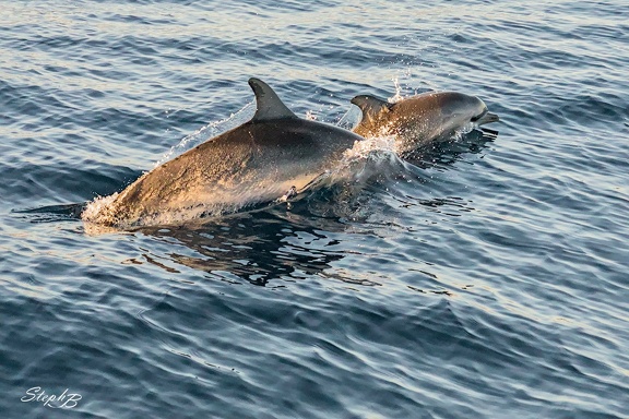 Dauphins croisés au nord ouest de l'ile de Lanzarote