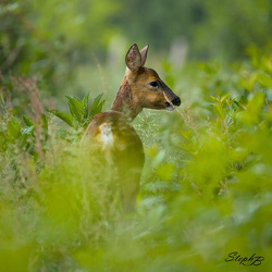 Animalier
