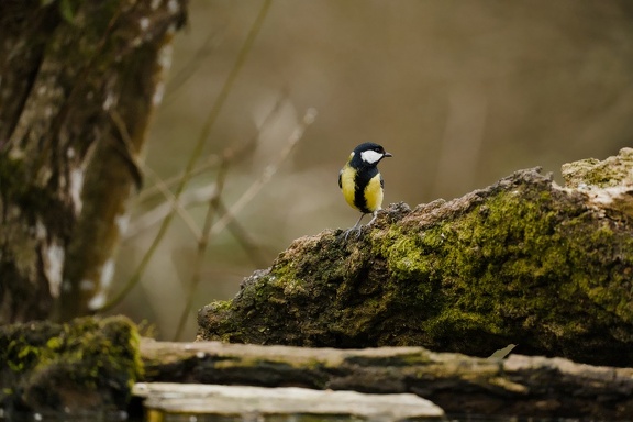 Mésange charbonnière