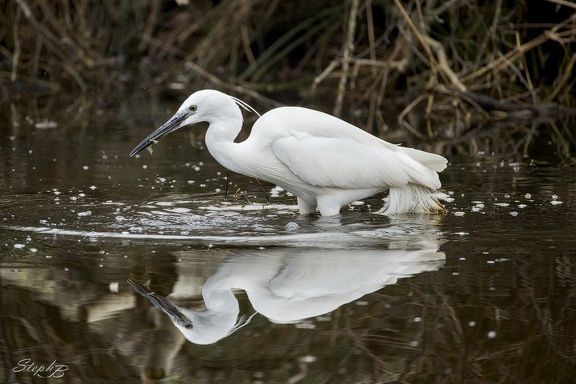 Aigrette garzette goulant une perche