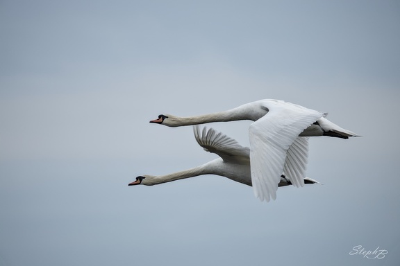 Couple de cygnes en vol