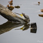 Bergeronnette des ruisseau