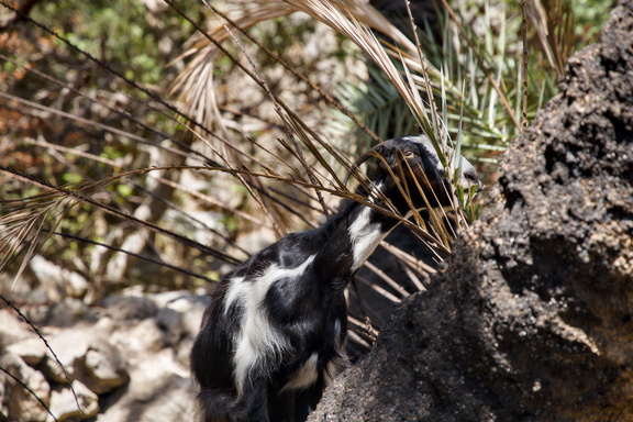 Cricri dans la palmeraie de Prévéli