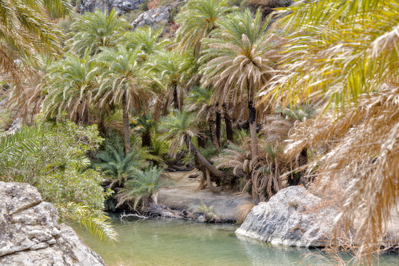 Palmeraie de Prévéli